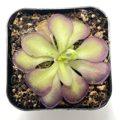 Pinguicula moranensis Molongo alba x cyclosecta
