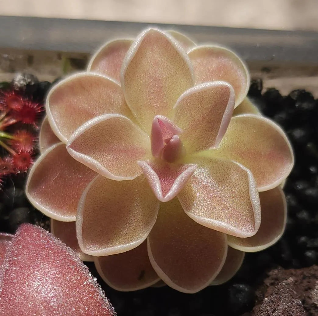 Pinguicula ehlersiae "Cotton Candy"