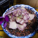 Pinguicula Leilani - Tissue Culture, Small (5.5oz) Flask