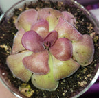 Pinguicula Mehitable