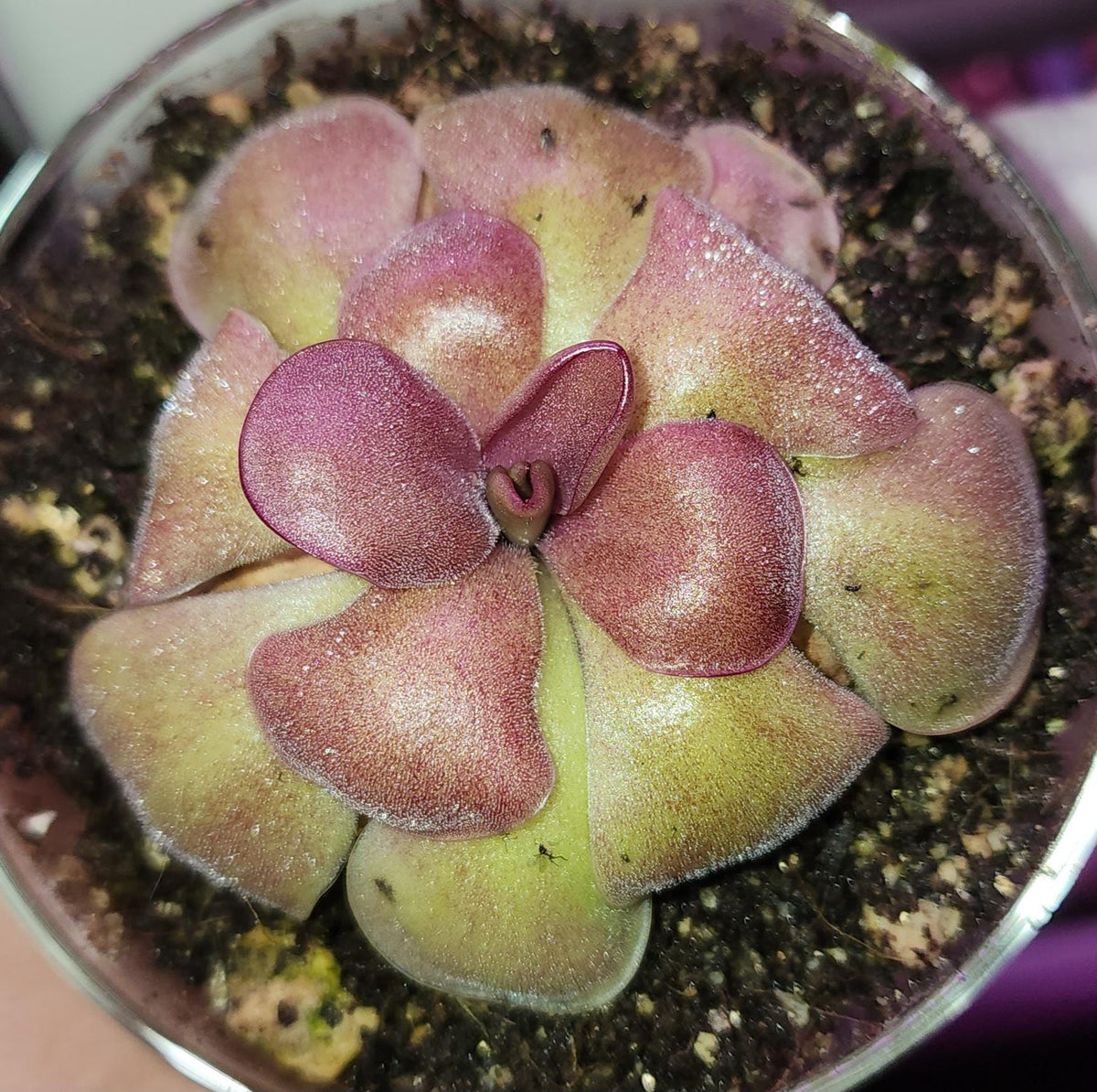 Pinguicula Mehitable