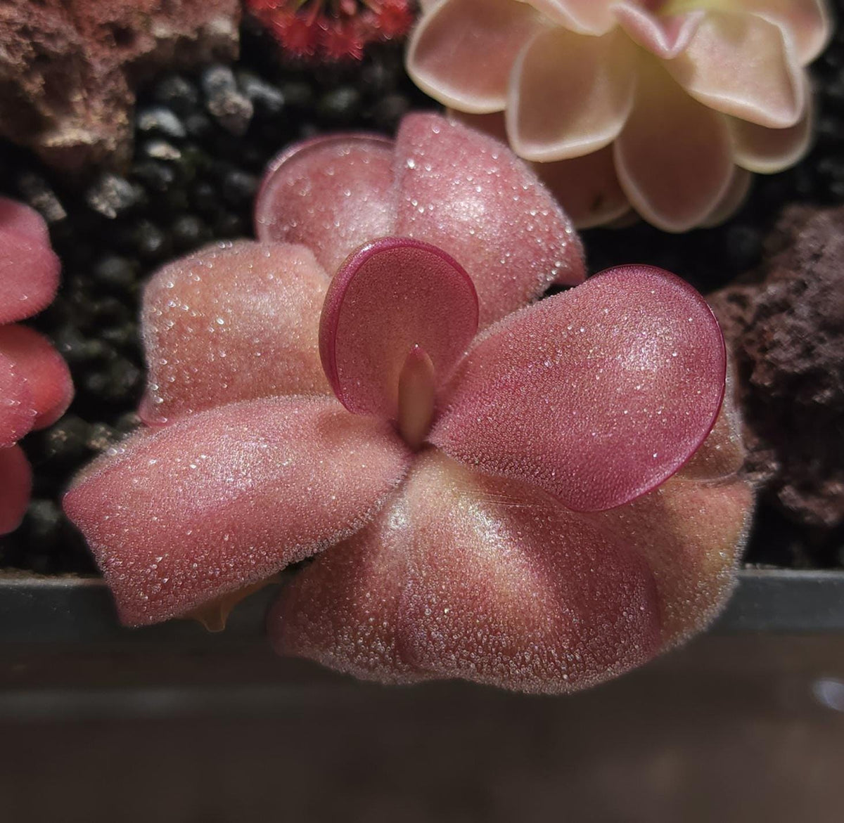 Pinguicula Mehitable