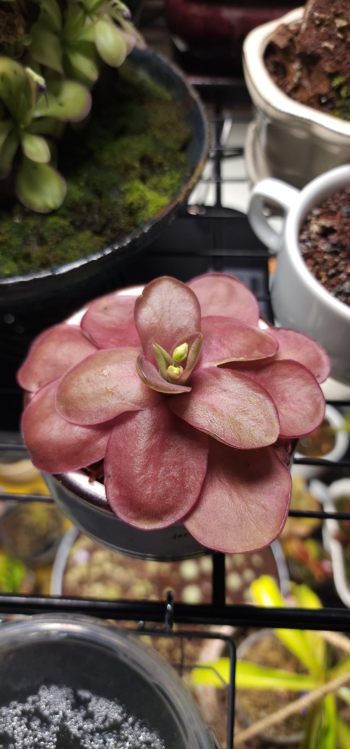 Pinguicula Razzberry Blonde - Tissue Culture, Large (12oz) Flask