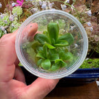 Pinguicula agnata Red Leaf x BPT Clone 2 - Tissue Culture, Small (5.5oz) Flask