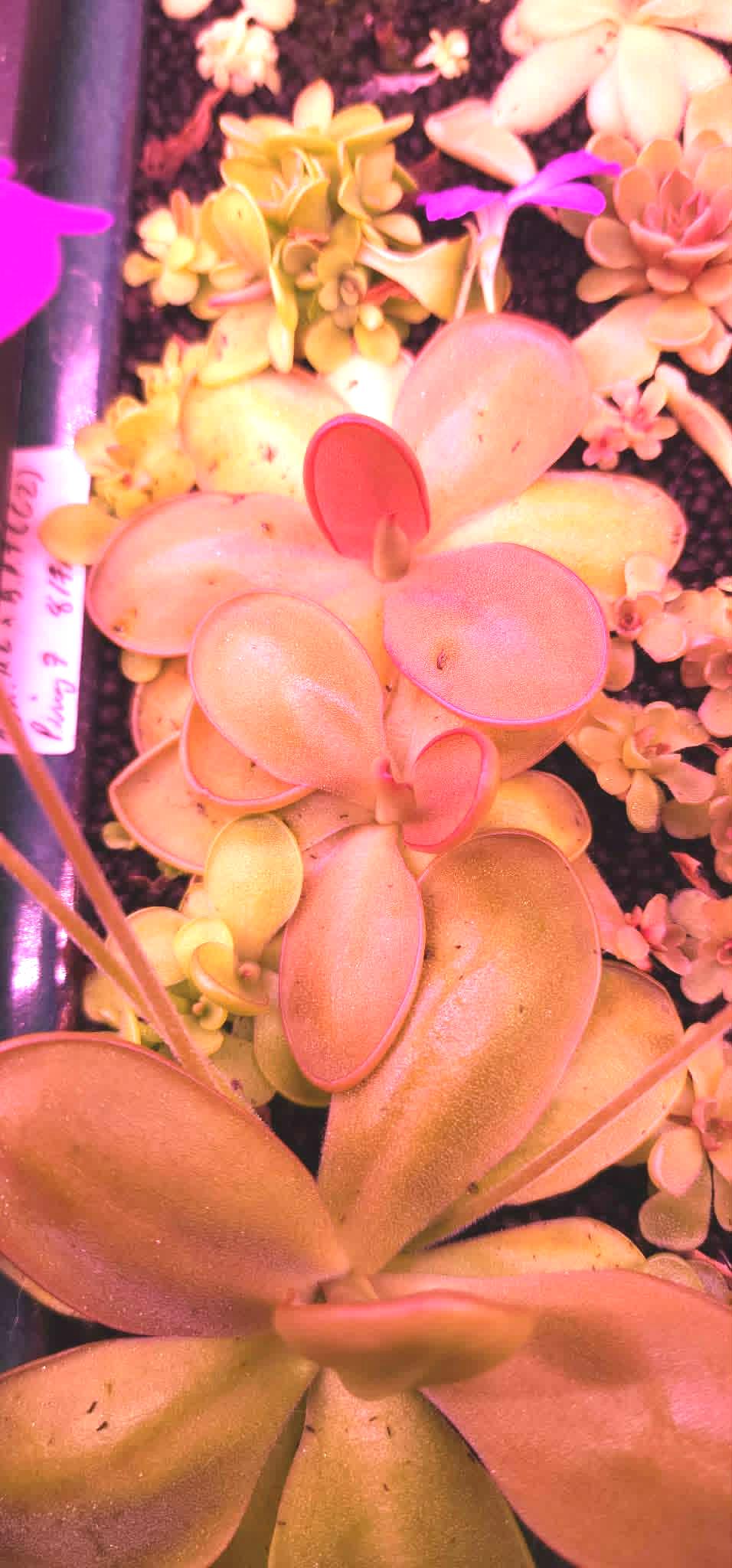 Pinguicula agnata Red Leaf x BPT Clone 2 - Tissue Culture, Small (5.5oz) Flask