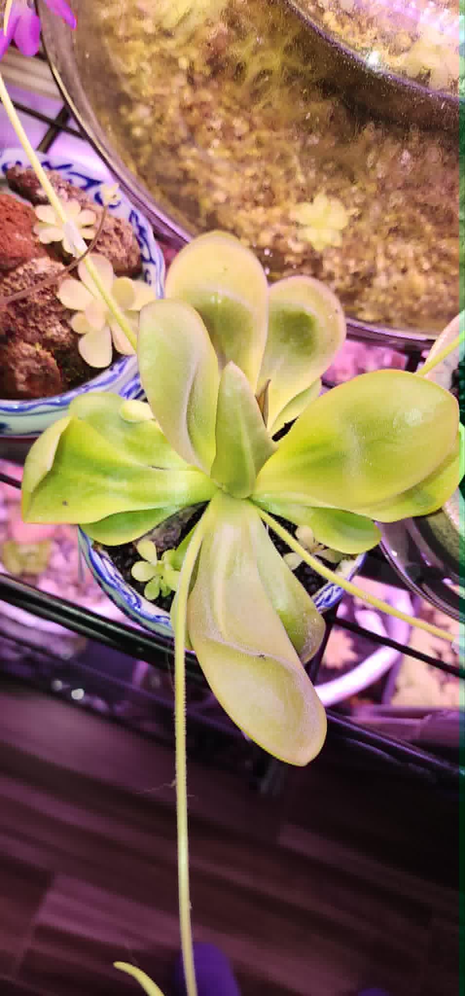 Pinguicula agnata Red Leaf x BPT Clone 4 - Tissue Culture, Small (5.5oz) Flask