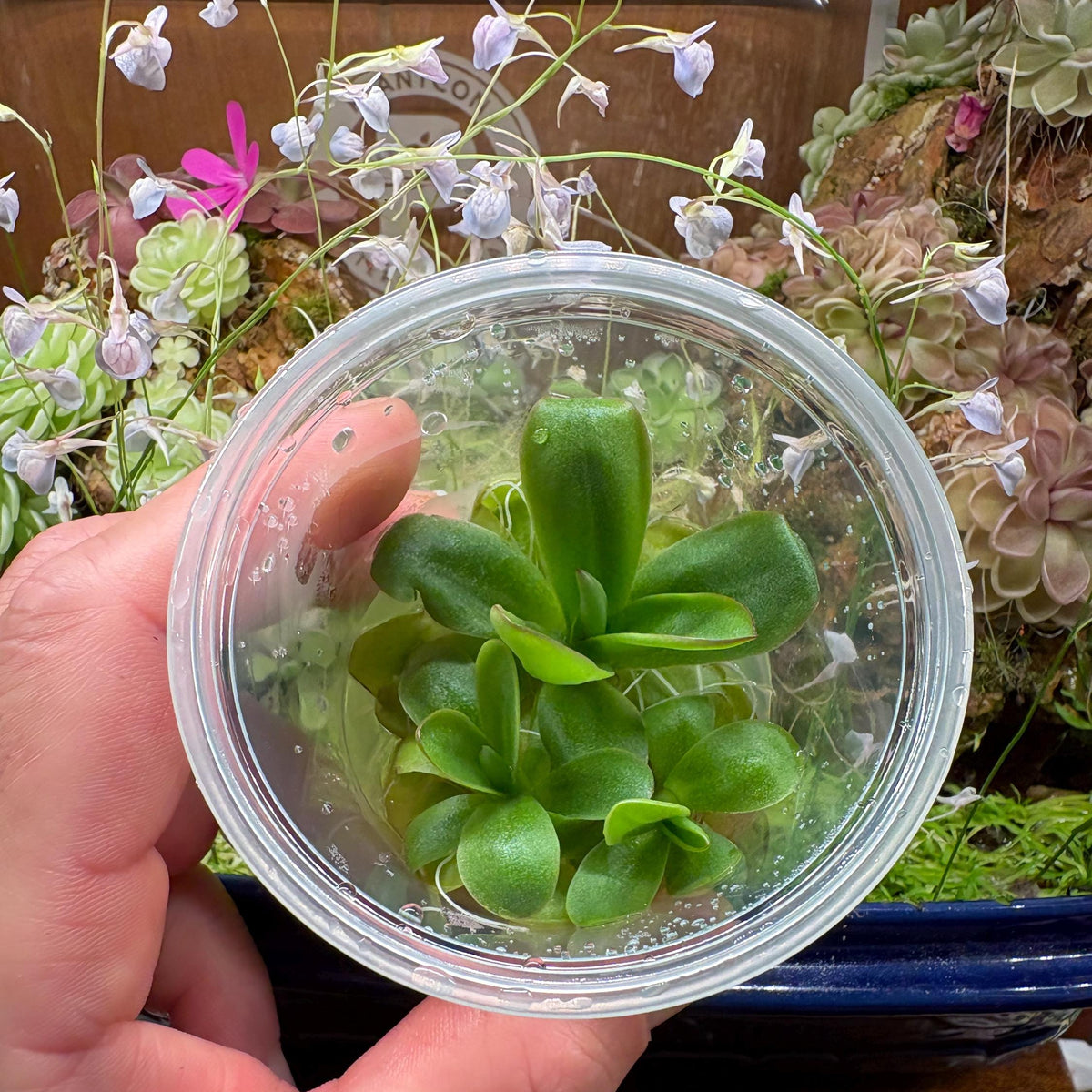Pinguicula Big Purple Thing x agnata "Red Leaf" Clone 2 - Tissue Culture, Small (5.5oz) Flask