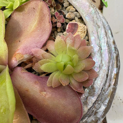 Pinguicula Marciano