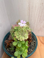 Pinguicula emarginata x jaumavensis