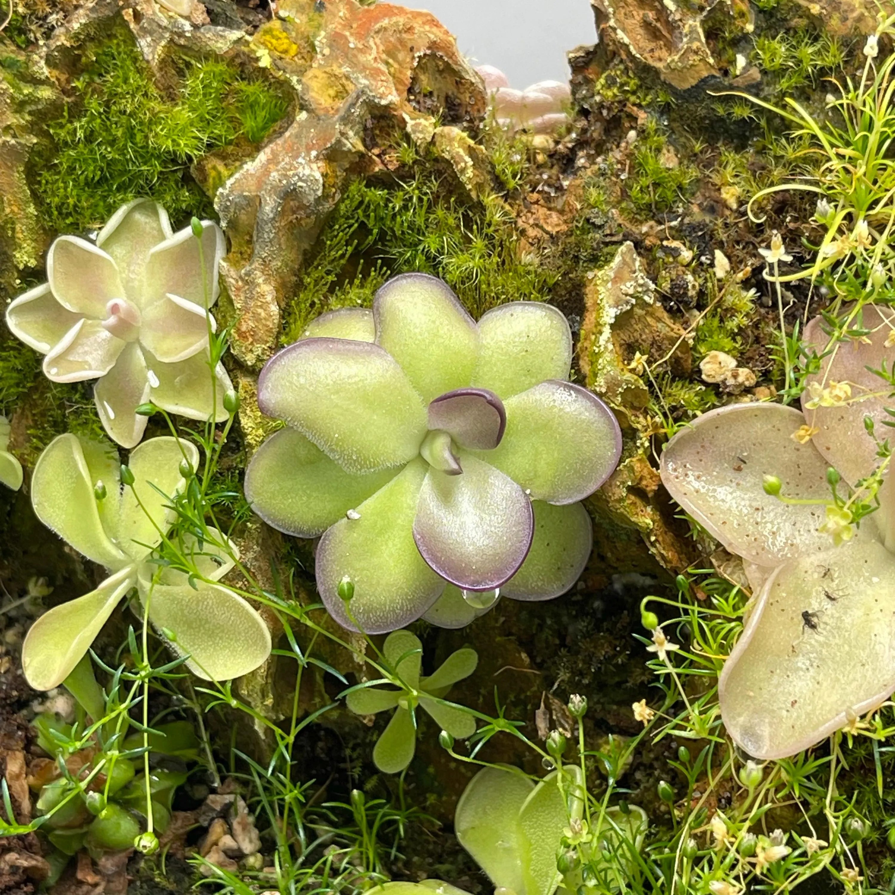 Pinguicula Leilani