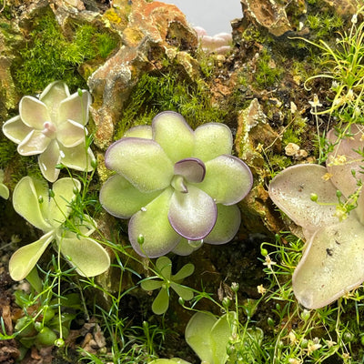 Pinguicula Leilani
