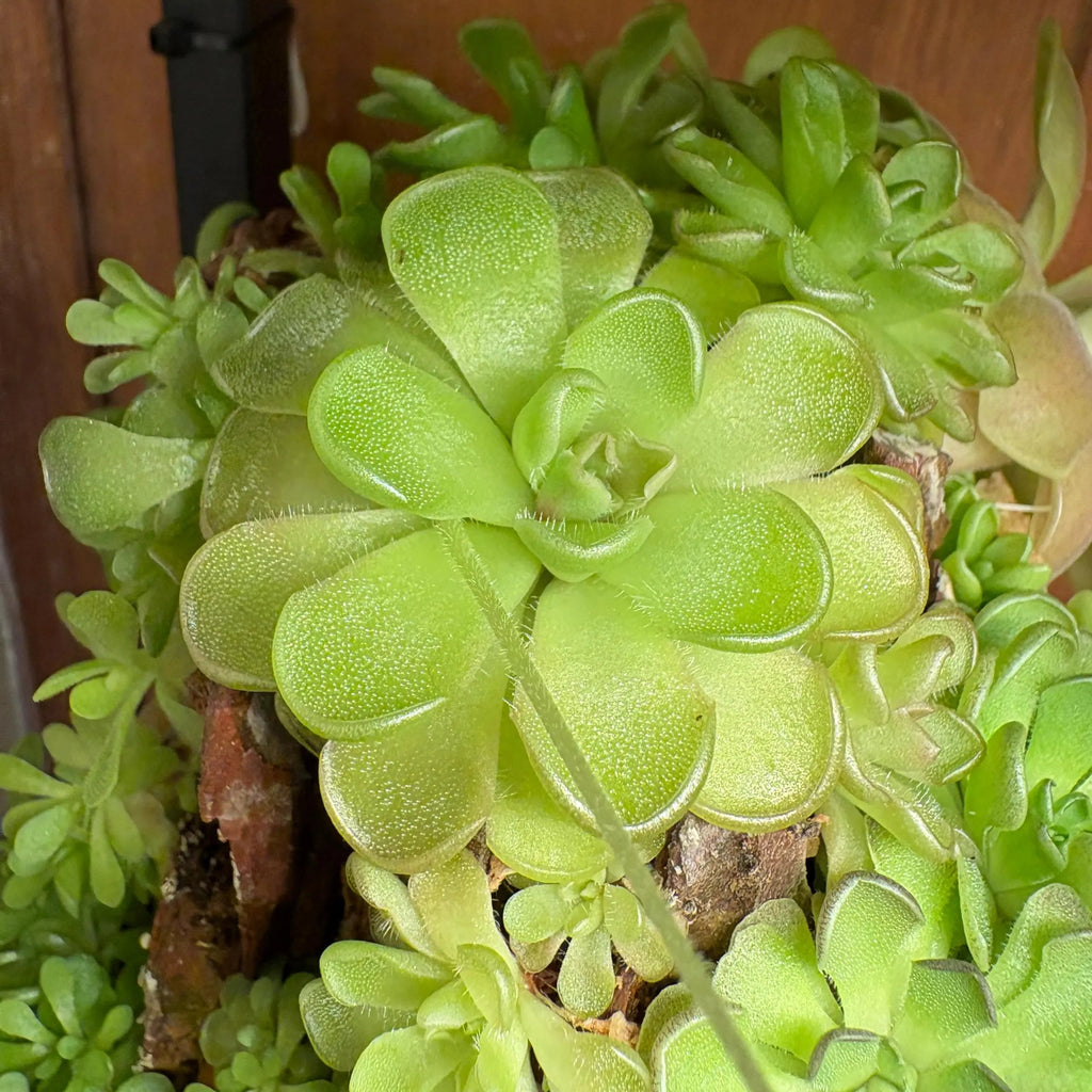 Pinguicula kondoi "Giant"
