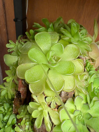 Pinguicula kondoi 