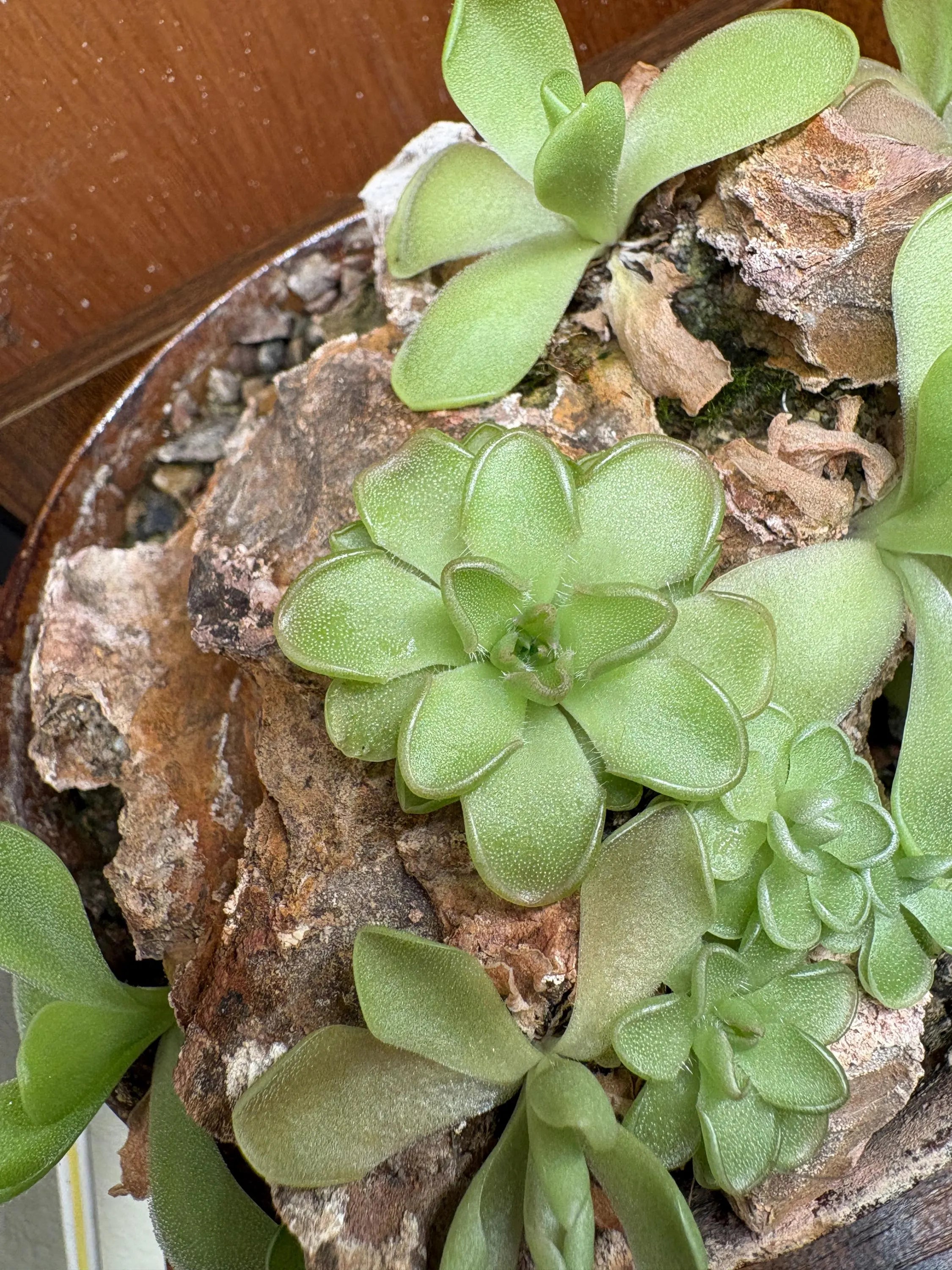 Pinguicula kondoi "Giant"