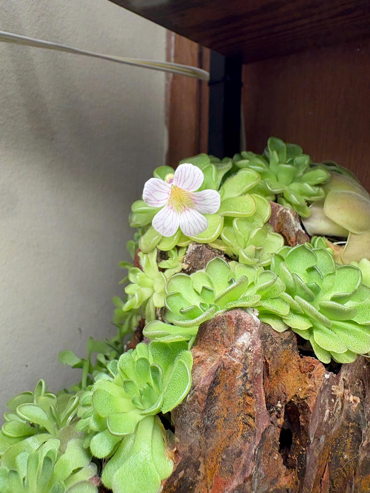 Pinguicula kondoi "Giant"
