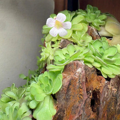 Pinguicula kondoi 