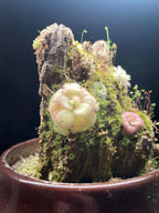 Pinguicula agnata "El Lobo"