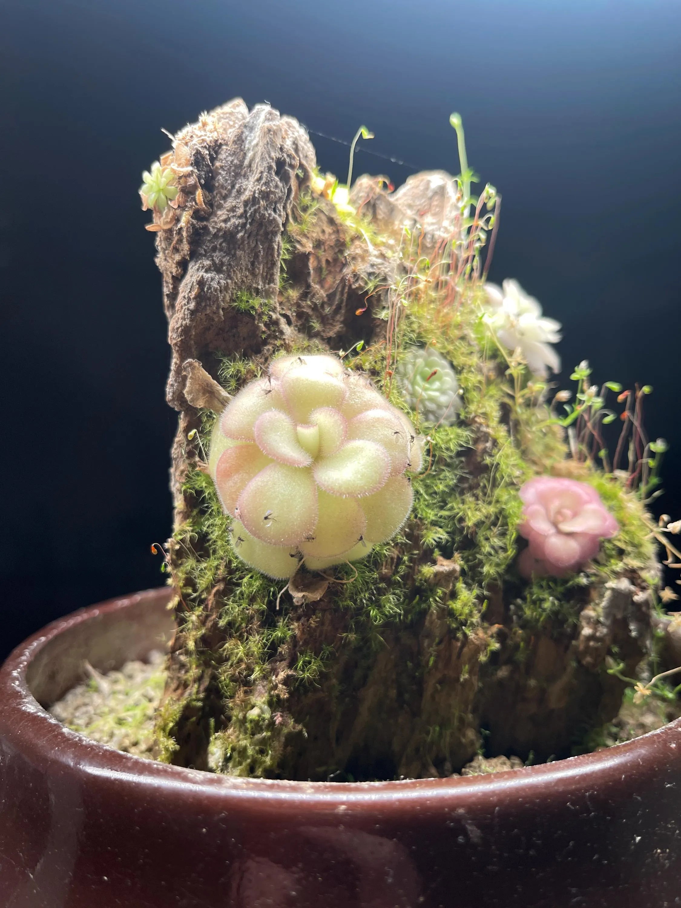 Pinguicula agnata "El Lobo"