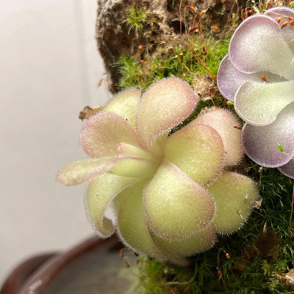 Pinguicula agnata "El Lobo"