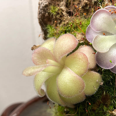 Pinguicula agnata 