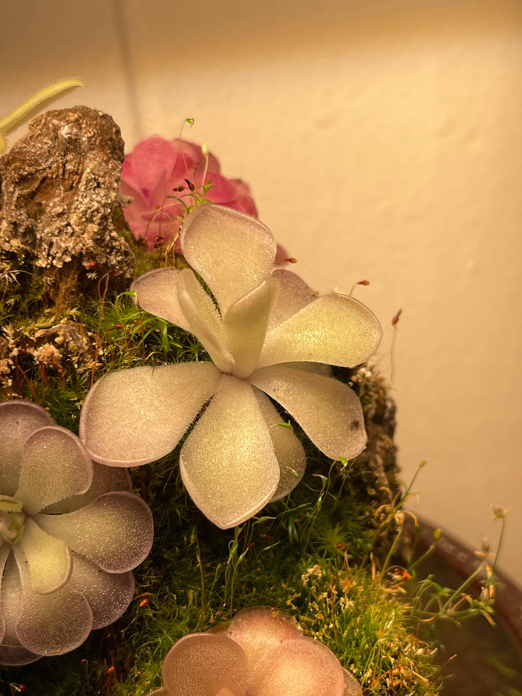 Pinguicula gigantea Red Flush x cyclosecta