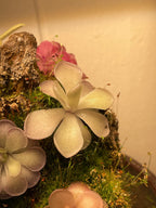 Pinguicula gigantea Red Flush x cyclosecta