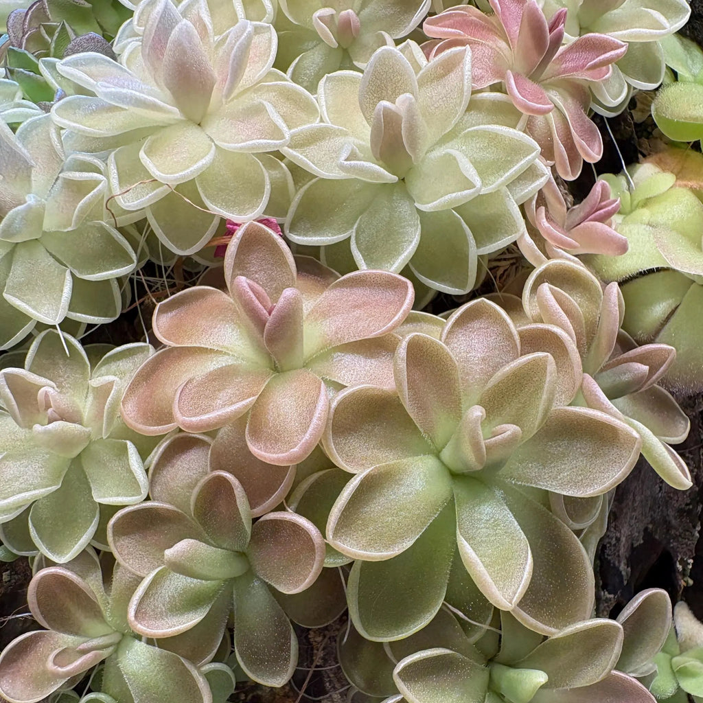 Pinguicula ehlersiae x mesophytica