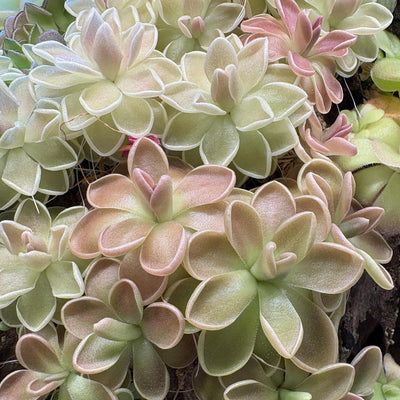 Pinguicula ehlersiae x mesophytica