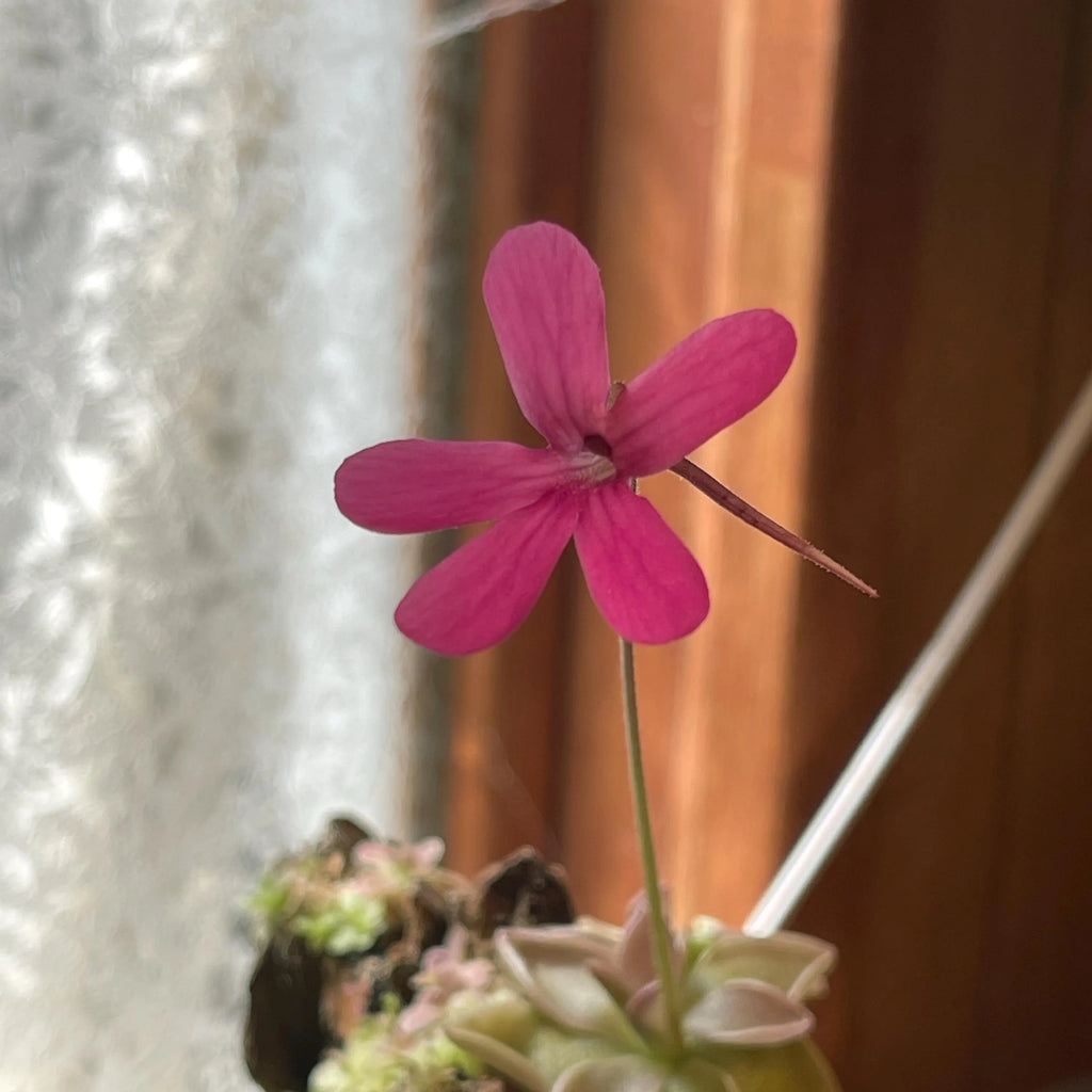 Pinguicula Estrellita