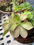 Pinguicula gigantea Red Flush x cyclosecta