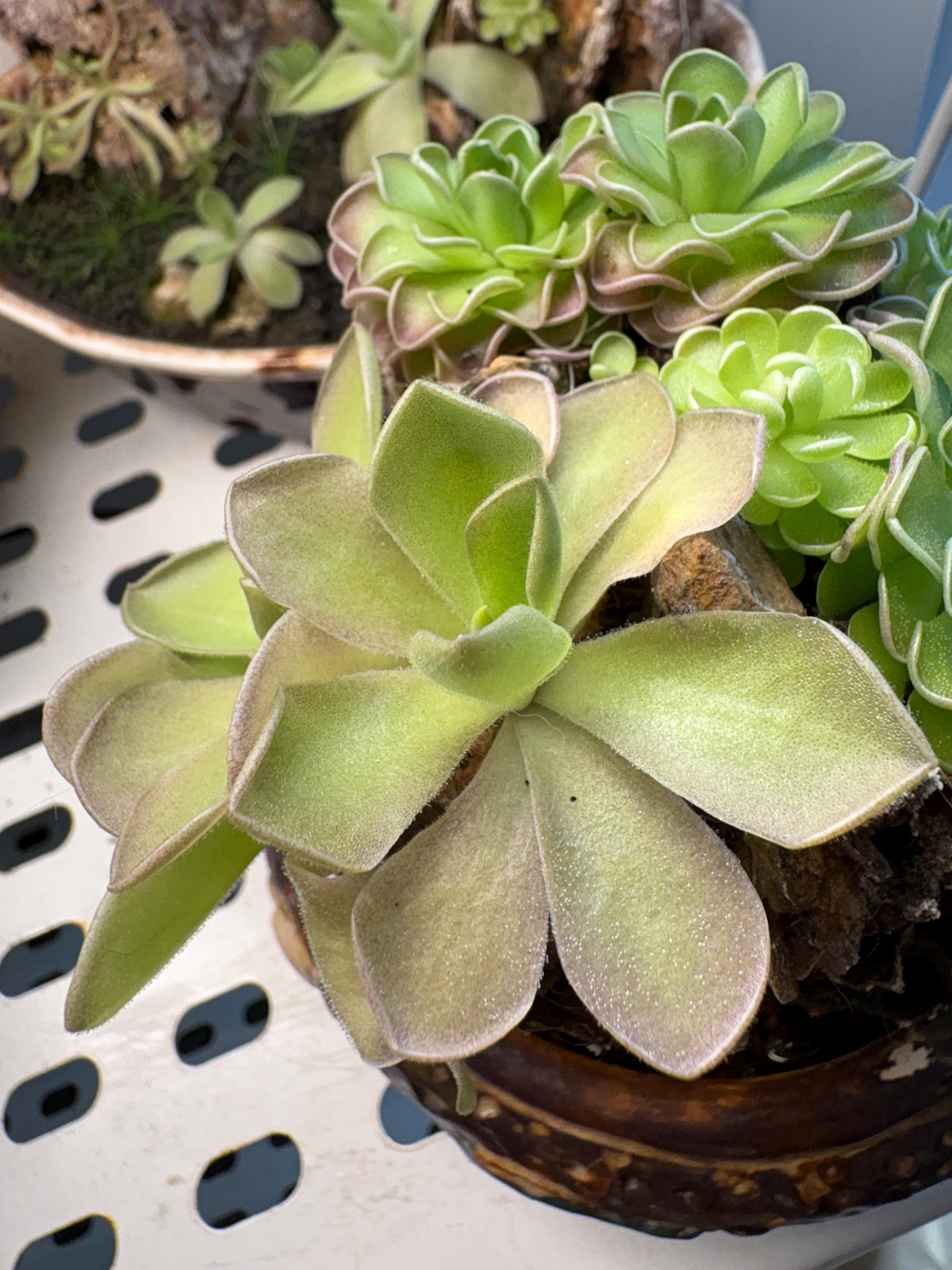 Pinguicula gigantea Red Flush x cyclosecta