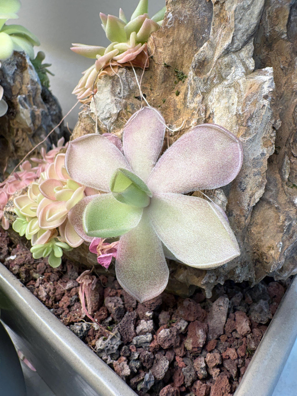 Pinguicula gigantea Red Flush x cyclosecta