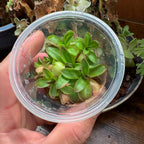 Pinguicula agnata Red Leaf x BPT Clone 3 - Tissue Culture, Small (5.5oz) Flask