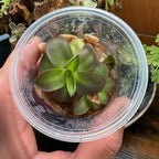 Pinguicula agnata Red Leaf x BPT Clone 2 - Tissue Culture, Small (5.5oz) Flask