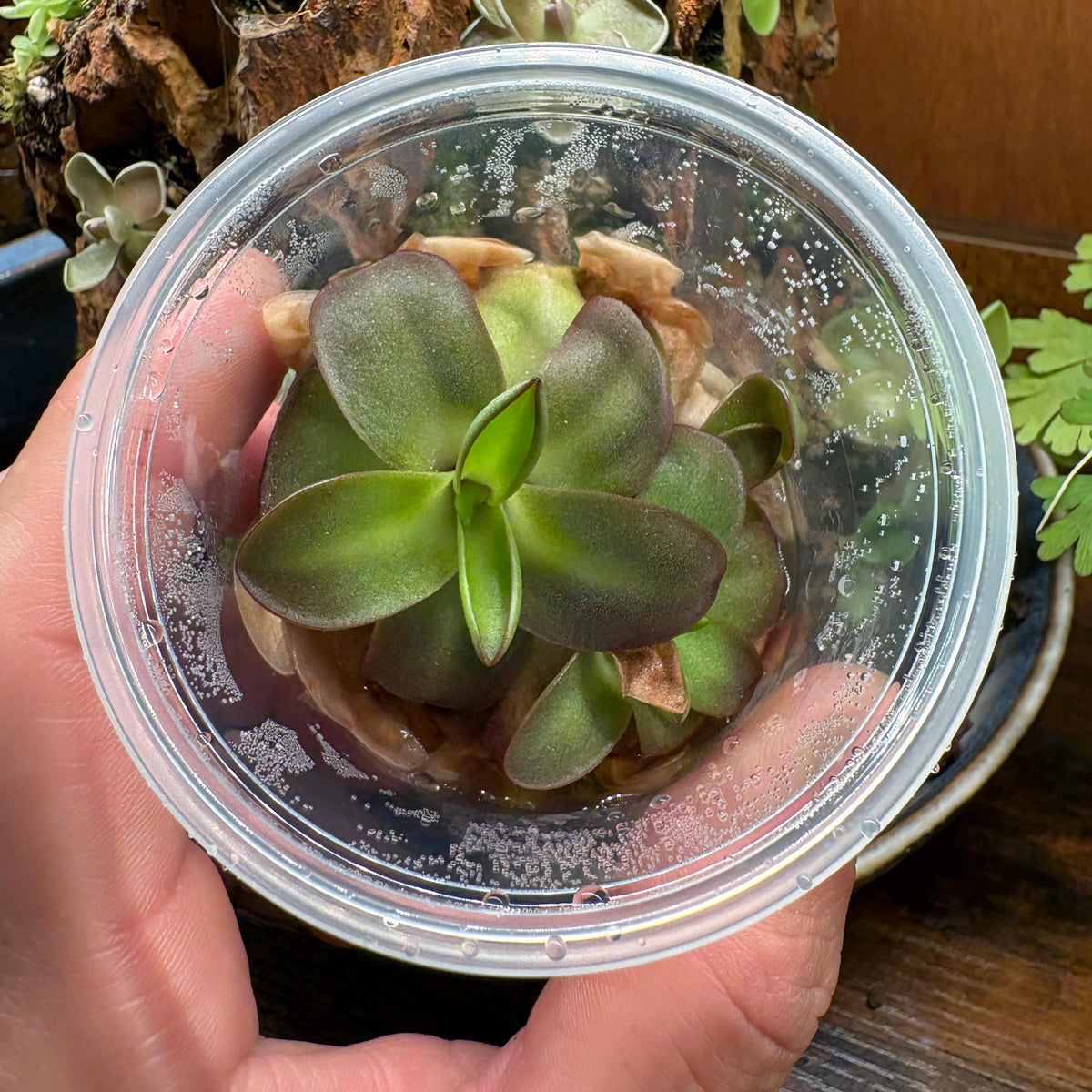 Pinguicula agnata Red Leaf x BPT Clone 2 - Tissue Culture, Small (5.5oz) Flask
