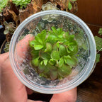 Pinguicula agnata Red Leaf x BPT Clone 1 - Tissue Culture, Small (5.5oz) Flask