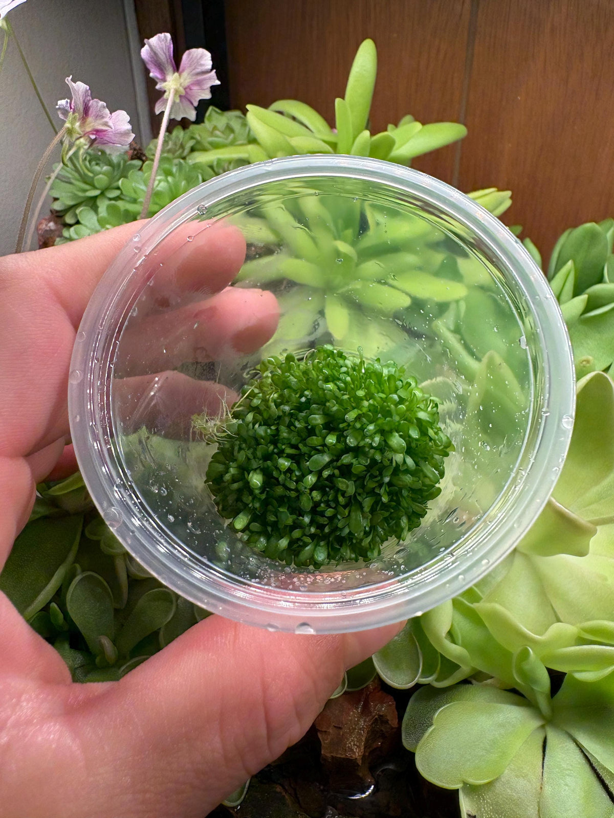 Utricularia Calycifida "Mrs. Marsh" - Tissue Culture, Small (5.5oz) Flask