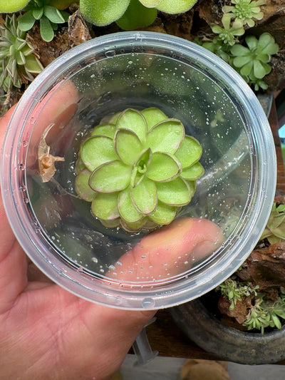 Pinguicula hemiepiphytica x cyclosecta var. - Tissue Culture,  Small (5.5oz) Flask