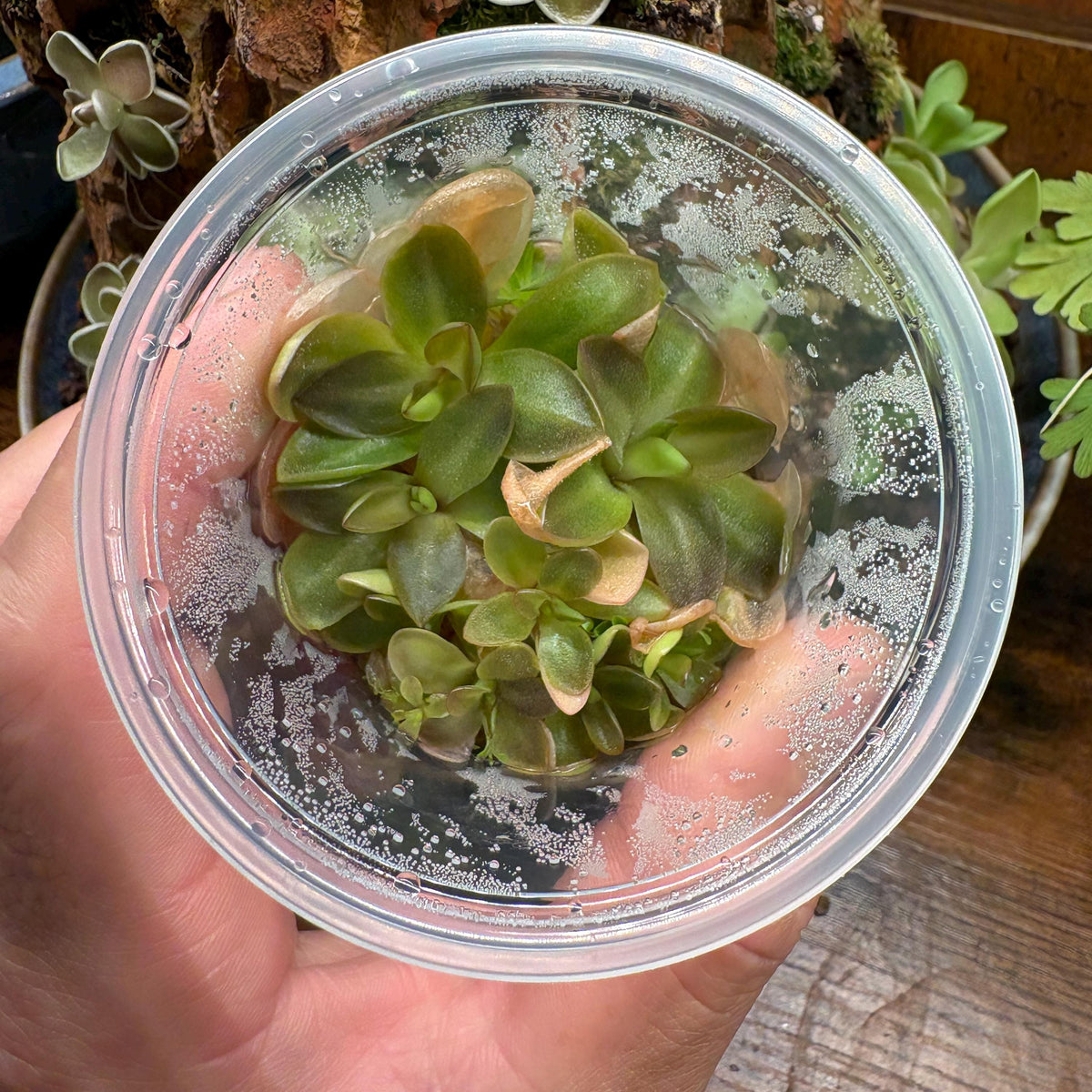 Pinguicula agnata Red Leaf x BPT Clone 4 - Tissue Culture, Small (5.5oz) Flask