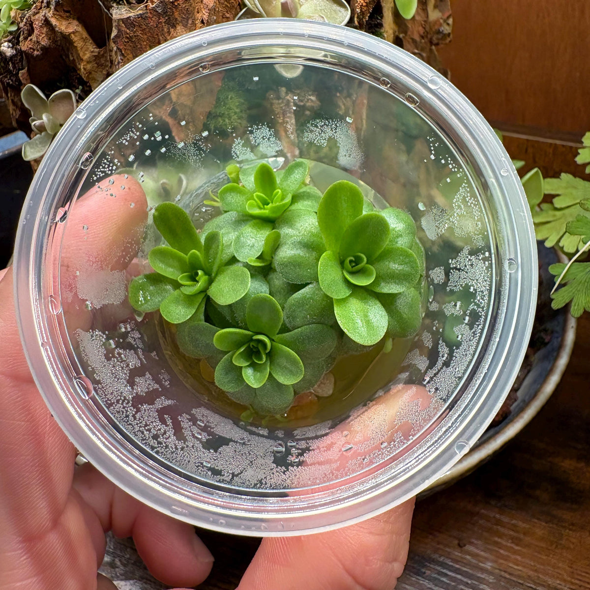 Pinguicula martinezii - Tissue Culture Flask, Small (5.5oz)