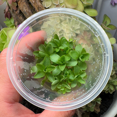 Pinguicula agnata Ekuma - Tissue Culture,  Small (5.5oz) Flask