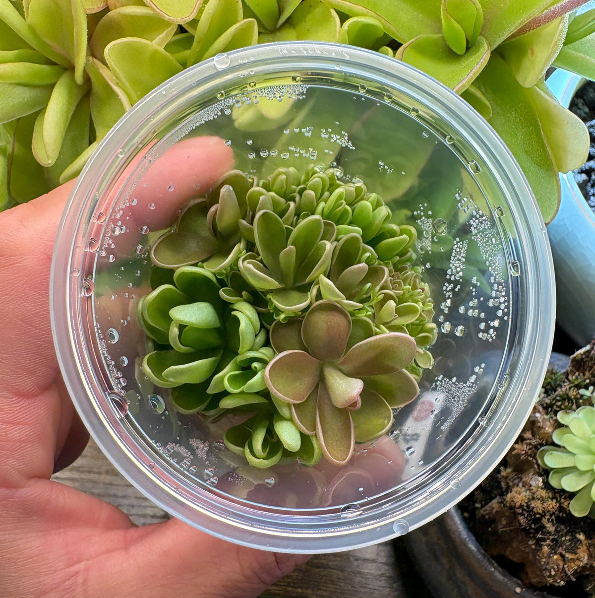 Pinguicula Fiorello III - Tissue Culture, Small (5.5oz) Flask