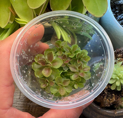 Pinguicula moranensis f. roseii - Tissue Culture,  Small (5.5oz) Flask