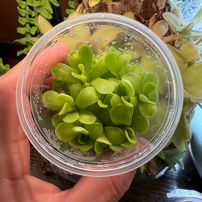 Pinguicula agnata True Blue x hemiepiphytica - Tissue Culture,  Small (5.5oz) Flask