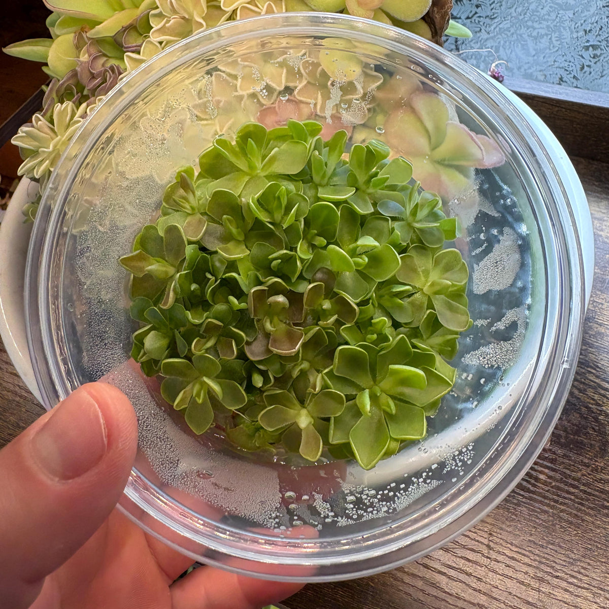 Pinguicula moranensis f. roseii - Tissue Culture, Large (12oz) Flask