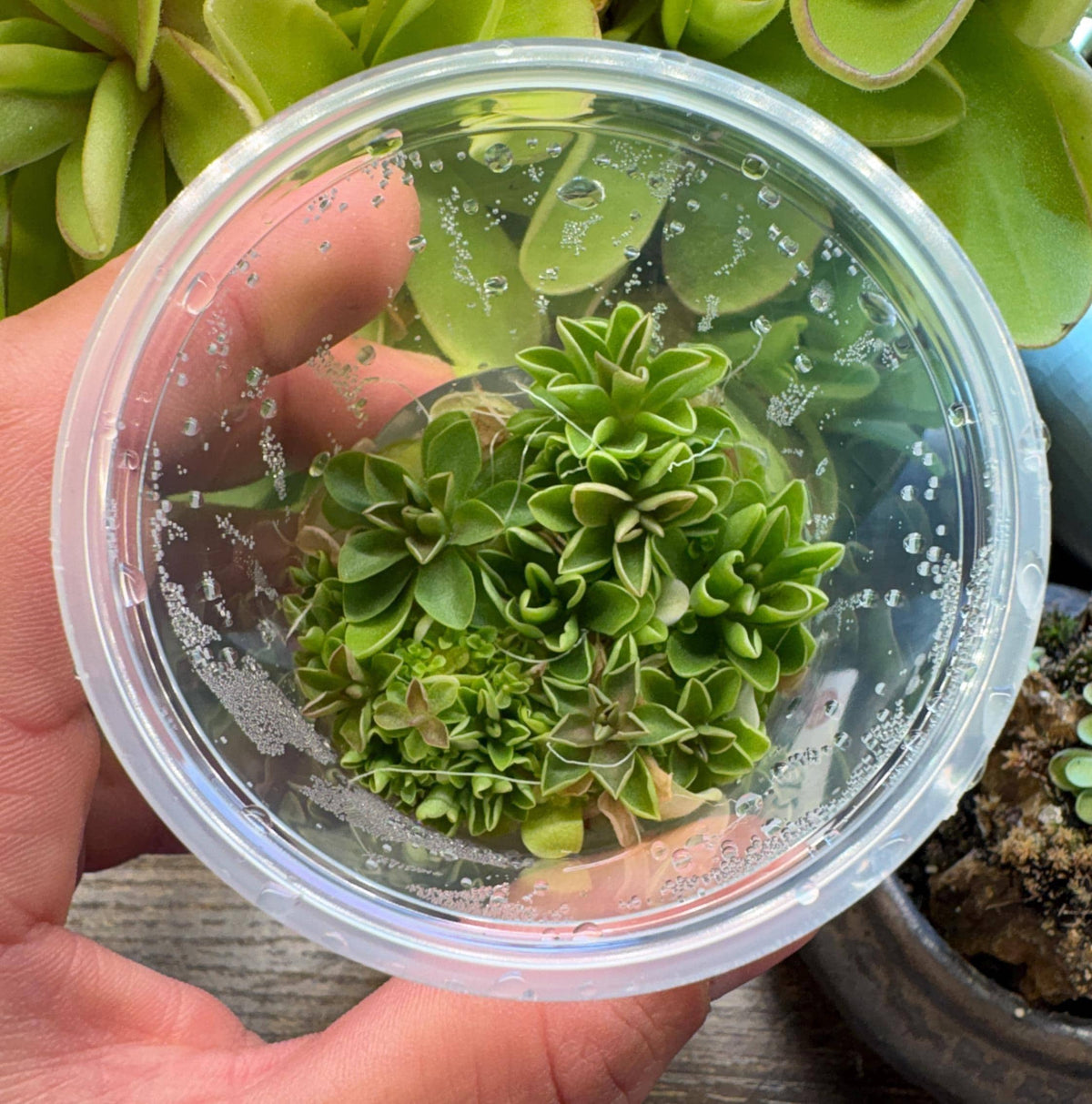 Pinguicula Saguaro Sunrise - Tissue Culture, Small (5.5oz) Flask