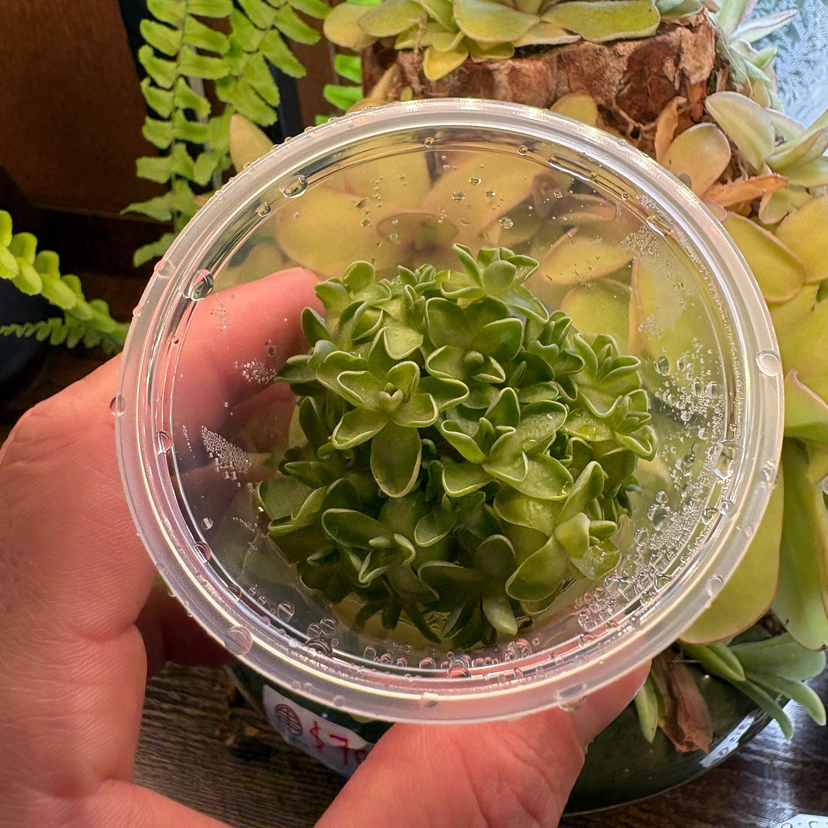 Pinguicula El Mirador- Tissue Culture, Small (5.5oz) Flask