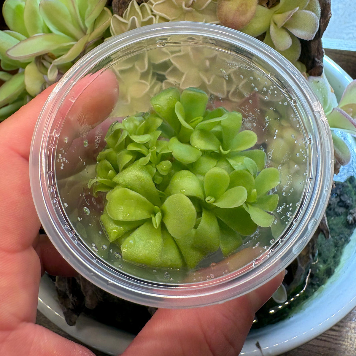 Pinguicula Pazita - Tissue Culture, Small 5.5oz) Flask