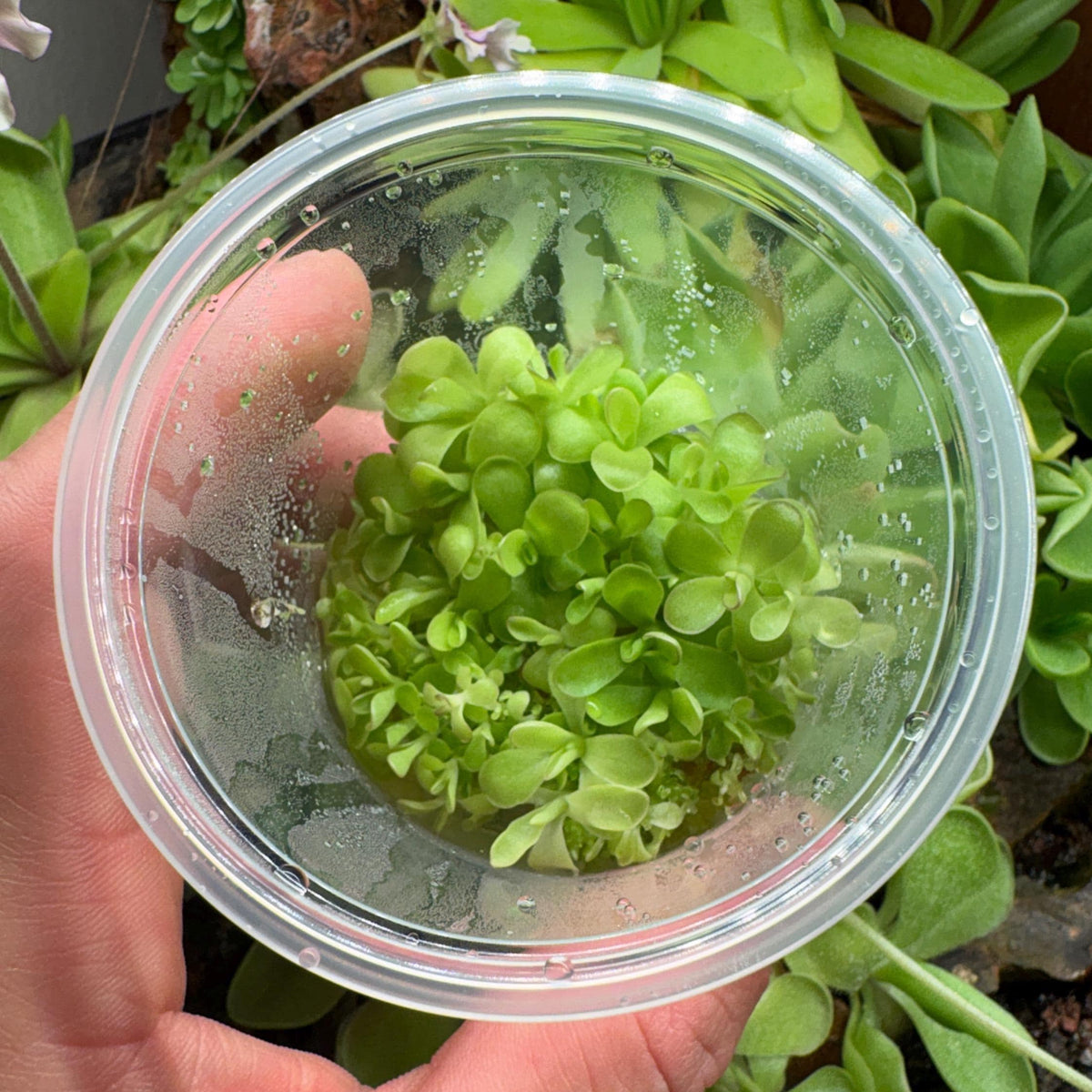 Pinguicula agnata x cyclosecta - Tissue Culture, Small (5.5oz) Flask