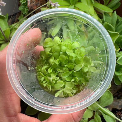 Pinguicula agnata x cyclosecta - Tissue Culture,  Small (5.5oz) Flask